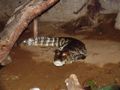 Broad-snouted Caiman (C. latirostris)