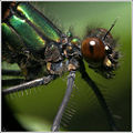 Thumbnail for version as of 05:37, 22 October 2008