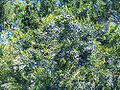 Eastern Red Cedar (Juniperus virginiana L.)