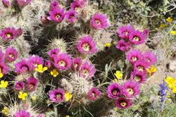 Flowering-barrel-cacti-with-other-wildflowers-in-desert-725x482.jpg