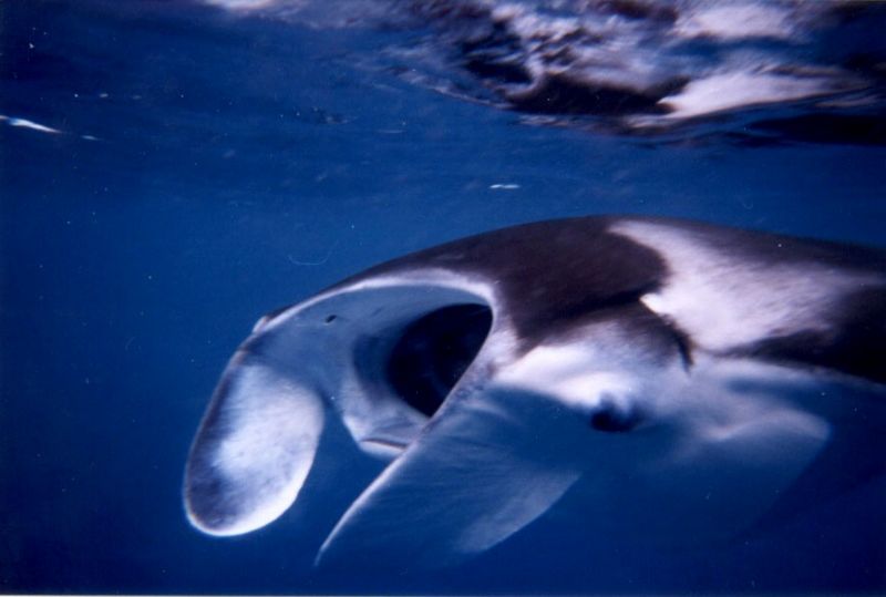 File:Mouth of Manta Ray.jpg