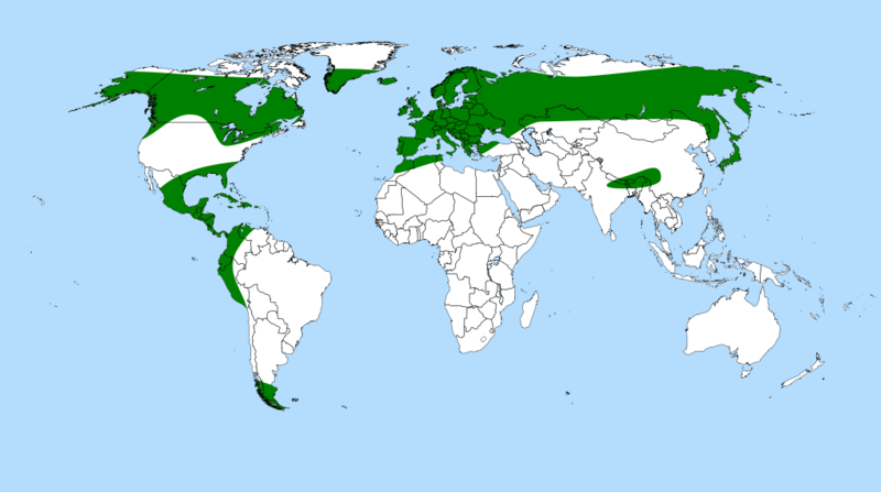 File:Pinguicula distribution.png