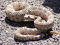 Thumbnail for version as of 01:03, 29 January 2012