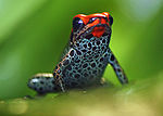 Redbackedpoisondartfrog.jpg