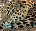 Amur Leopard (P. p. orientalis)