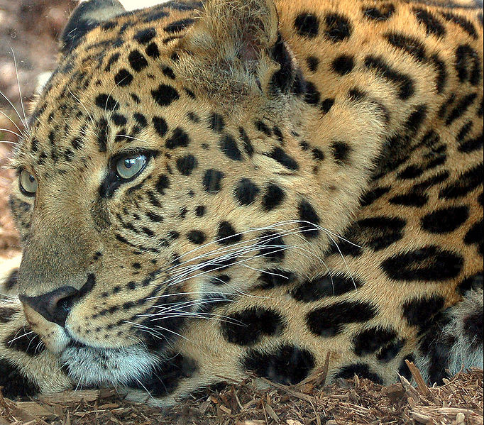 File:Tired leopard.jpg
