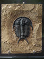 Thumbnail for version as of 07:50, 15 January 2009