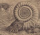 Ammonite drawing.jpg