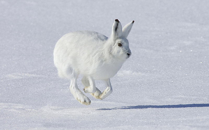 File:Arctic hare running.jpg