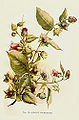 Belladonna (Atropa belladona)