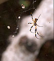Golden Silk Orb-Weaver (Nephila clavipes)