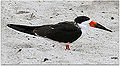 Thumbnail for version as of 00:47, 14 March 2013