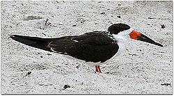 BlackSkimmer.jpg