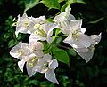 Common-name (Bougainvillea glabra)
