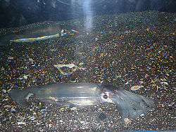 Japaneseflyingsquid1.jpg