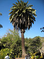Date palm Genus: Phoenix