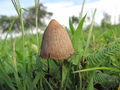 Thumbnail for version as of 06:38, 23 January 2014