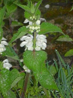 White nettle.JPG