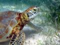 Green Turtle (Chelonia mydas)