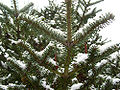 Grand Fir (Abies Grandis)