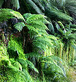 Australian treefern (Dicksonia antarctica) Family: Dicksoniaceae