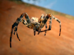 Big spider.jpg