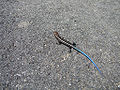 Thumbnail for version as of 02:48, 27 February 2011