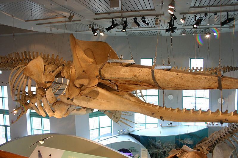 File:Bone of sperm whale.jpg