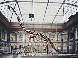 Brachiosaurus skeleton.jpg