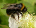 Thumbnail for version as of 01:14, 20 October 2006