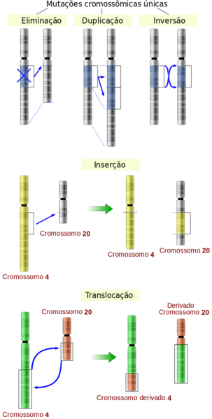 Ficheiro:Chromosomes mutations-pt.png