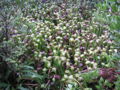 California pitcher plant, shown here in a grove