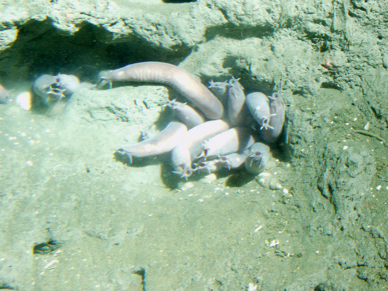 File:Hagfishfamily.jpg