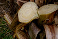 Banana stalks that have been cut to harvest bananas.