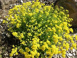 Aurinia saxatilis.jpg