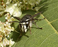 Thumbnail for version as of 03:15, 28 October 2008