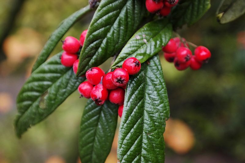 File:Berries.jpg