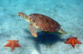 Thumbnail for version as of 01:36, 4 January 2008