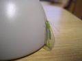 Mayfly Order: Ephemeroptera