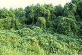 Thumbnail for version as of 21:41, 2 October 2013