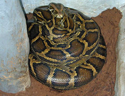 Python bivittatus cover.jpg