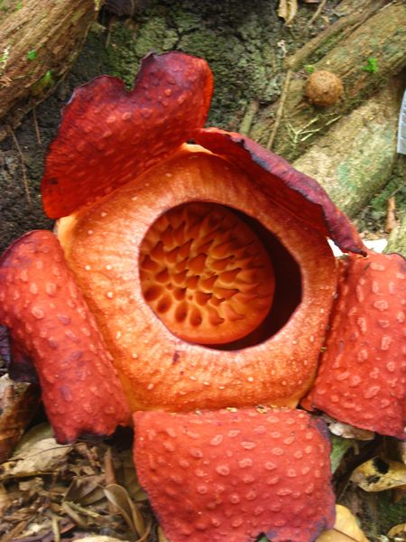 File:Rafflesiaceae.jpg