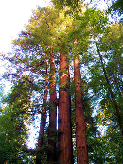 Red wood.jpg