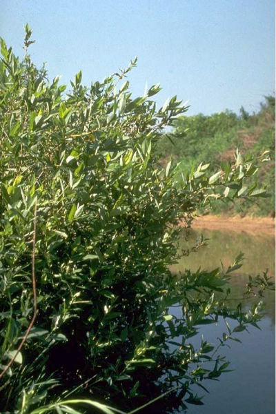 File:Salix x cottetii.jpg