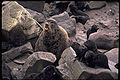 Thumbnail for version as of 06:00, 31 January 2012
