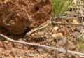 Acridoidea (Acrididae) female