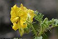 Buffalobur nightshade (Solanum rostratum)