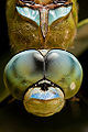 emperor dragonfly (Anax imperator)