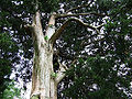 Thumbnail for version as of 07:22, 24 April 2009