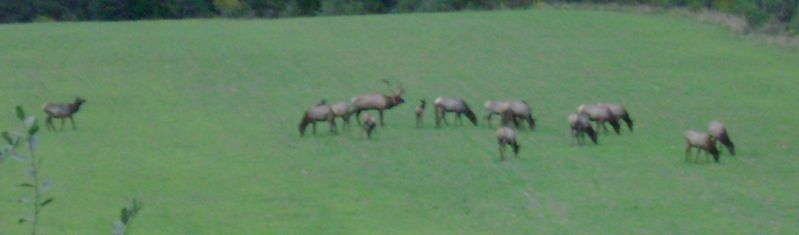 File:ElkHerd.jpg